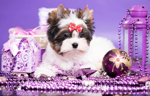 Castor de cachorro de Navidad —  Fotos de Stock
