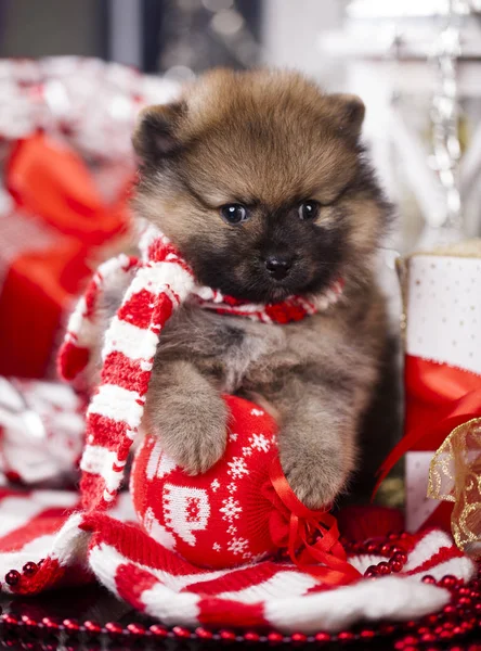 Pomeranian Spitz Nyår Jul Inredning — Stockfoto