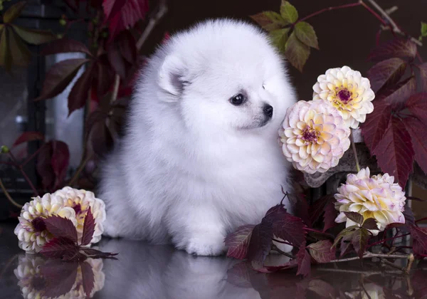 Ano Novo Spitz Pomerânia Decoração Natal — Fotografia de Stock