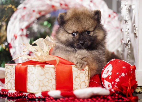 Cachorro Navidad litle — Foto de Stock