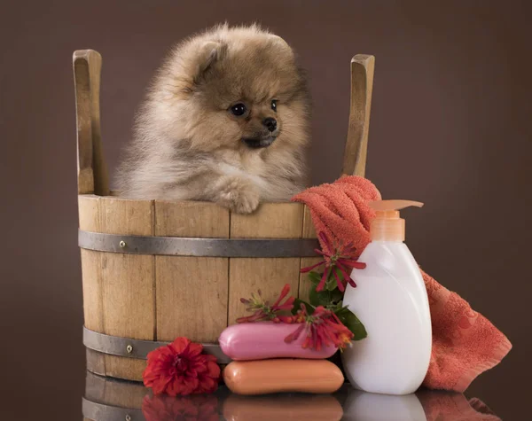 Grooming spitz puppy — Stock Photo, Image