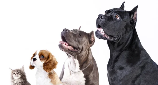 Skupina psů na výstavě stánek, psa profil — Stock fotografie