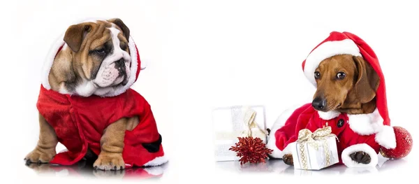 Groupe teckel à Santa Hat et bulldog anglais — Photo