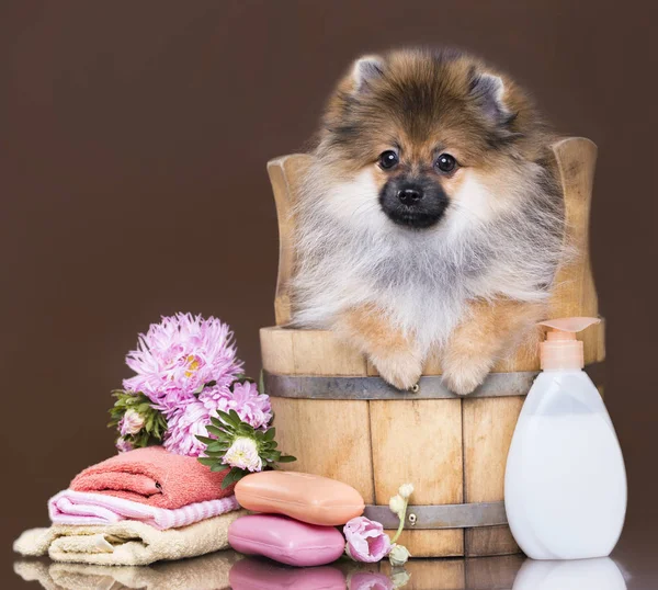 Pomeranian Spitz Της Πρωτοχρονιάς Διακόσμηση Για Χριστούγεννα Royalty Free Εικόνες Αρχείου