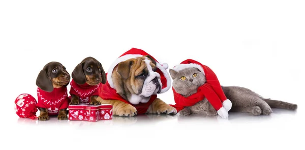 圣诞英语斗牛犬小狗和腊肠狗和猫在圣诞老人的服装 — 图库照片