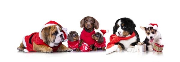 Hond dragen een kerstmuts — Stockfoto