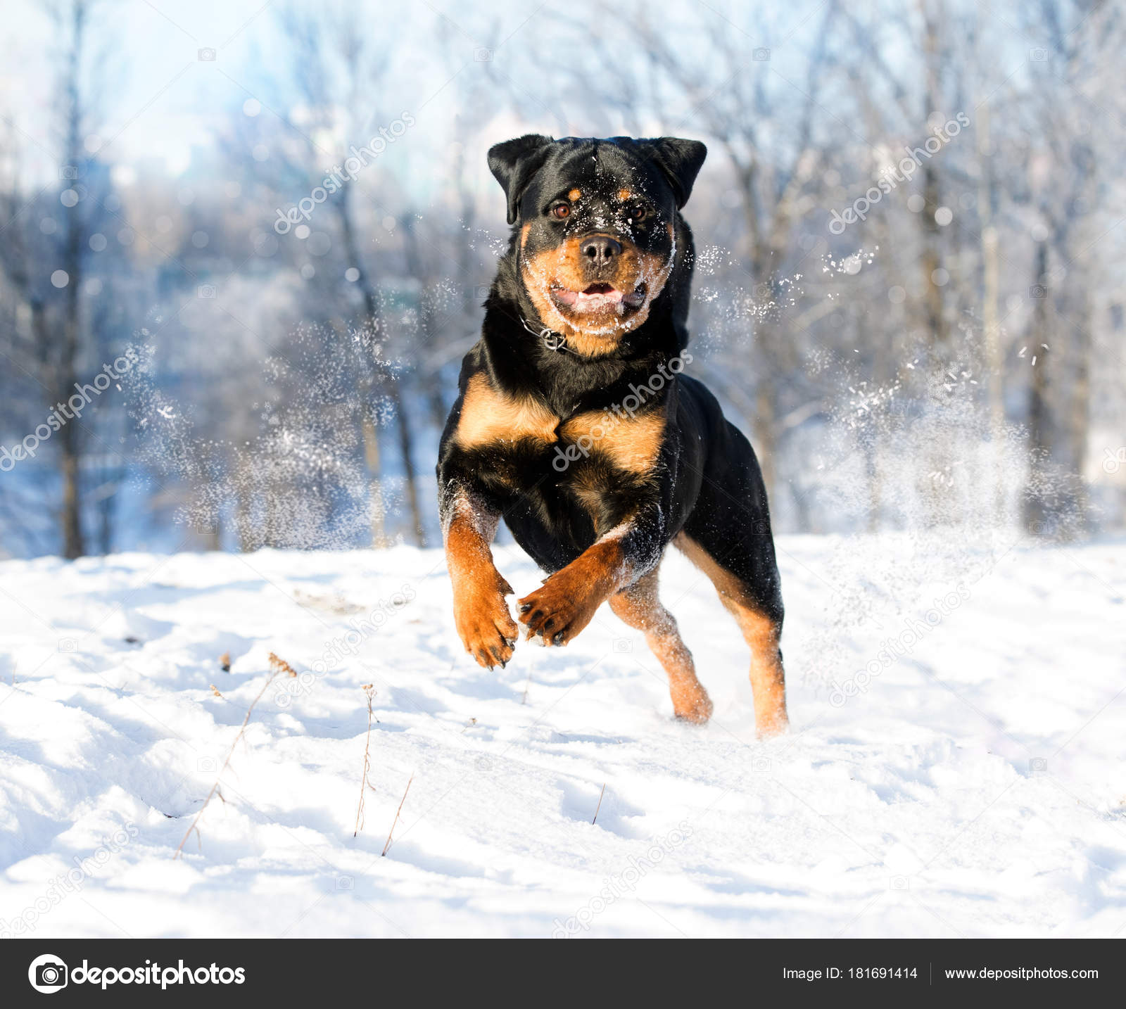 Rottweiler Juega Nieve — Foto de stock #181691414 © Lilun_Li, image size:1600x1434