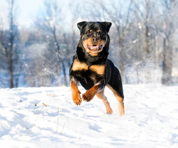 Rottweiler Plays Snow — Stock Photo, Image
