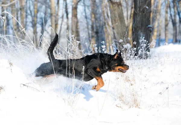 Rottweiler Spielt Schnee — Stockfoto