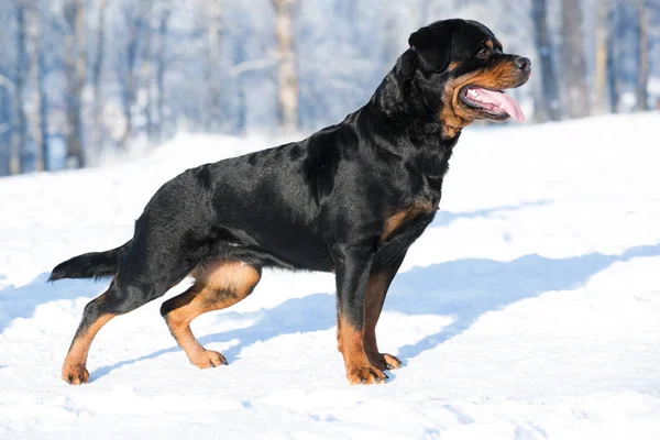 Rottweiler Joue Dans Neige — Photo