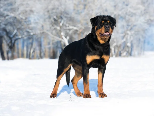 Rottweiler Plays Snow — Stock Photo, Image