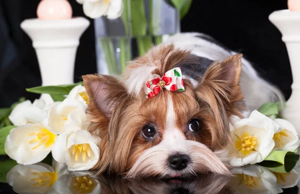 Szczeniak Bóbr Yorkshire Terrier — Zdjęcie stockowe