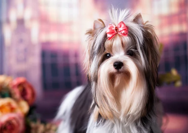 Puppy Van Een Bever Van Een Yorkshire Terrier — Stockfoto