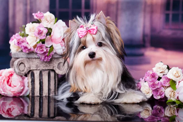 Puppy Van Een Bever Van Een Yorkshire Terrier — Stockfoto