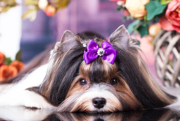 Krásné Krásné Biewer Yorkshire Terrier — Stock fotografie