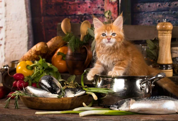 Rojo Sólido Maine Coon Gatito — Foto de Stock