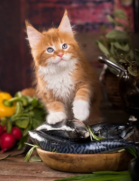 Котенок Свежая Рыба Кухне — стоковое фото