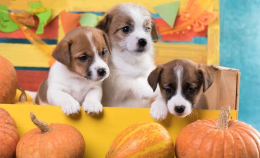 puppy and dog food , gnaws pumpkin puppy clipart