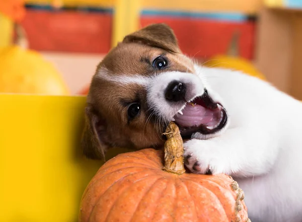 Jack Russell Terrier Gnawing Pumpkin — Stock Photo, Image