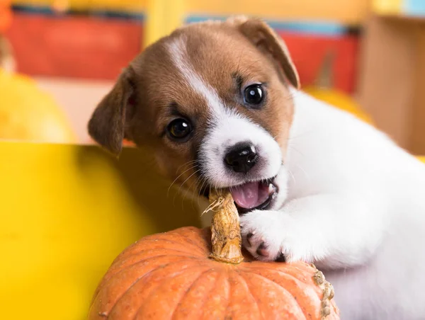Puppy Dog Food Gnaws Pumpkin Puppy — Stock Photo, Image