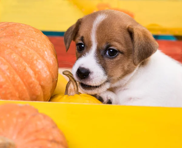 Κουτάβι Και Σκύλος Τροφίμων Ροκανίζει Κολοκύθας Κουτάβι — Φωτογραφία Αρχείου