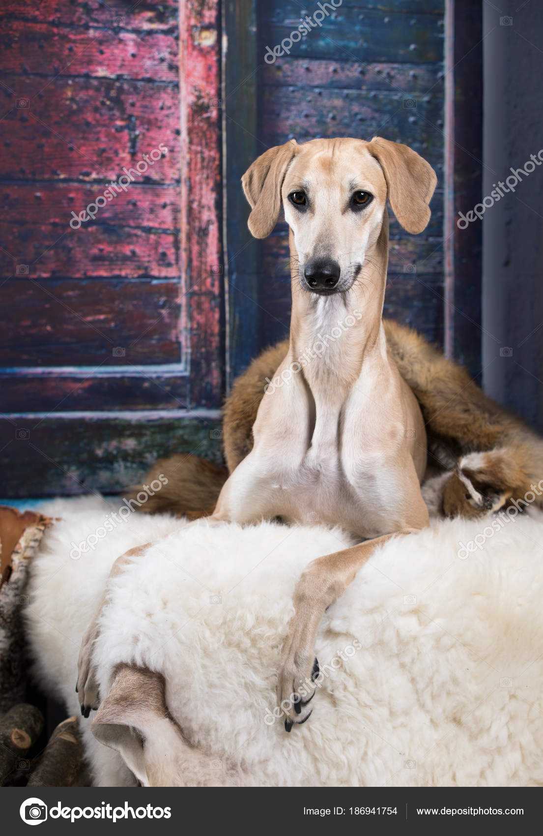 Sloughi Sighthounds Breeds Dog Sloughi Arabian Greyhound