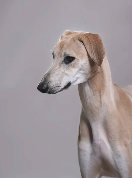 Cão Sloughi Arabian Greyhound — Fotografia de Stock