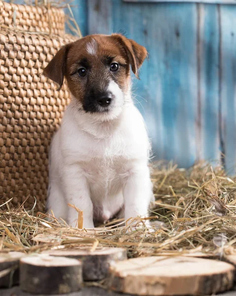 Raça Cão Jack Russell Terrier Cão Retrato — Fotografia de Stock