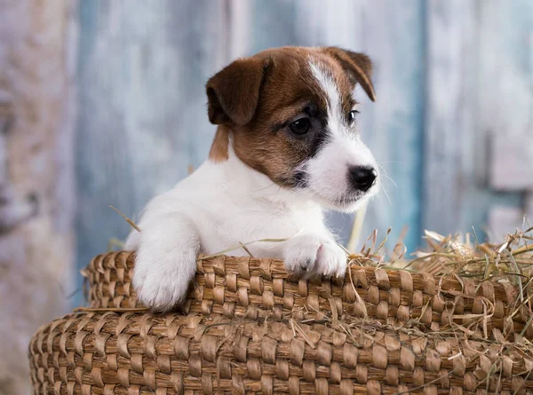 Puppy Breed Jack Russell Terrier Portrait Dog — Stock Photo, Image