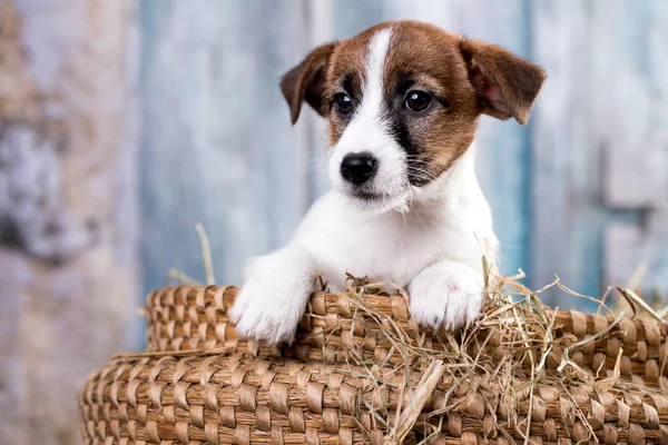 Štěně Plemene Jack Russell Teriér Portrét Psa — Stock fotografie
