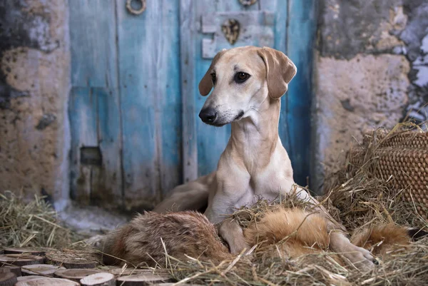 Cão Sloughi Arabian Greyhound Imagem De Stock