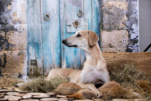 Hund Sloughi Arabischer Windhund Stockbild