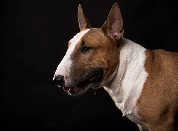 Retrato Terrier Touro Miniatura Fundo Preto — Fotografia de Stock