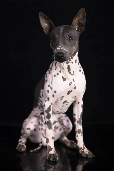 Cane Americano Hairless Terrier Close Ritratto — Foto Stock