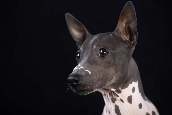 Pes Americký Bezsrstý Teriér Detail Portrét — Stock fotografie