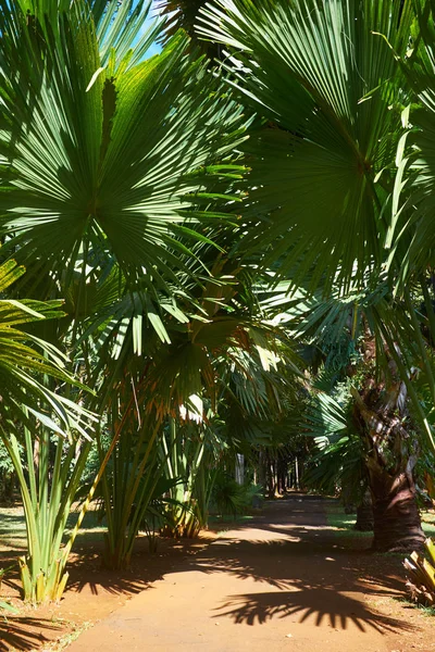 Maurício palmeiras — Fotografia de Stock