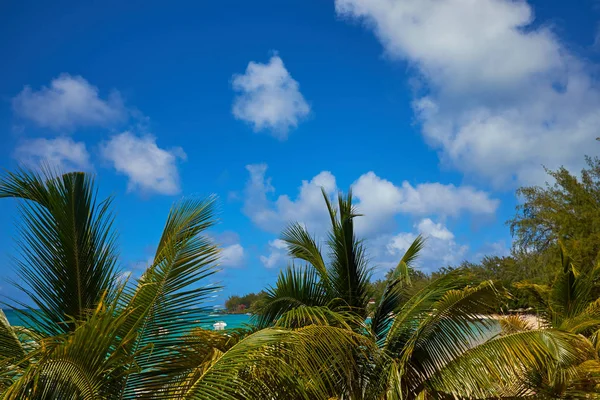 Tropiska kusten, stranden med hänga palmer — Stockfoto