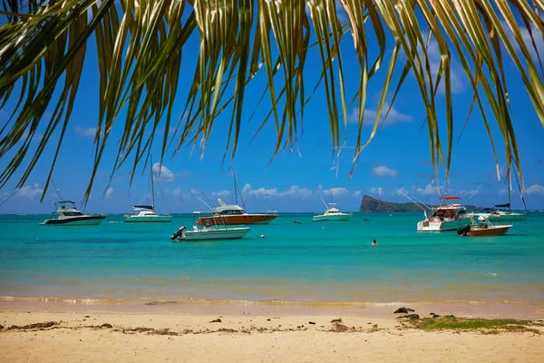 Costa tropical, praia com palmeiras penduradas , — Fotografia de Stock