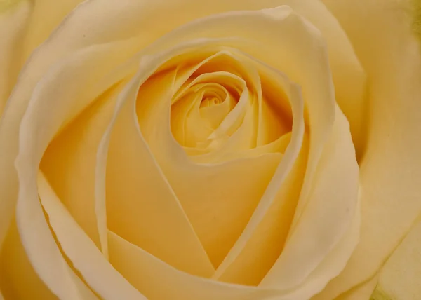 Photo of a yellow rose — Stock Photo, Image