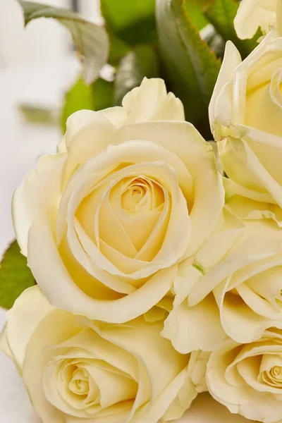 黄色玫瑰的照片 免版税图库图片