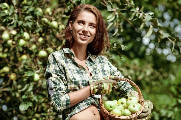 Красивая молодая женщина собирает спелые органические яблоки — стоковое фото