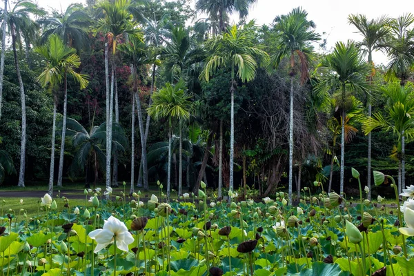 Jardín botánico de Pamplemousses — Foto de Stock