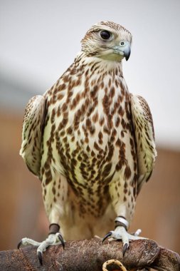 Şahin Ulu detay