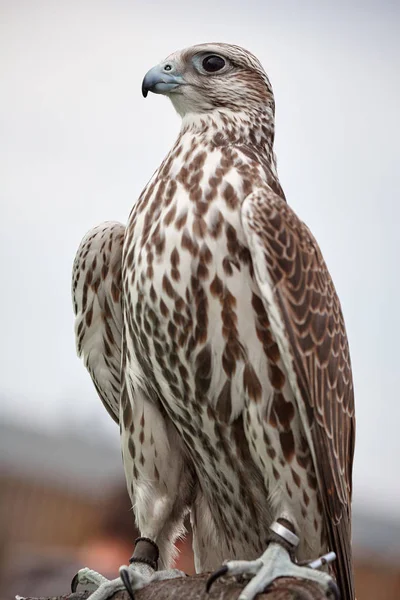 Falcon saker деталь — стокове фото