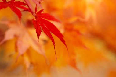 Sonbahar park yaprak arka plan