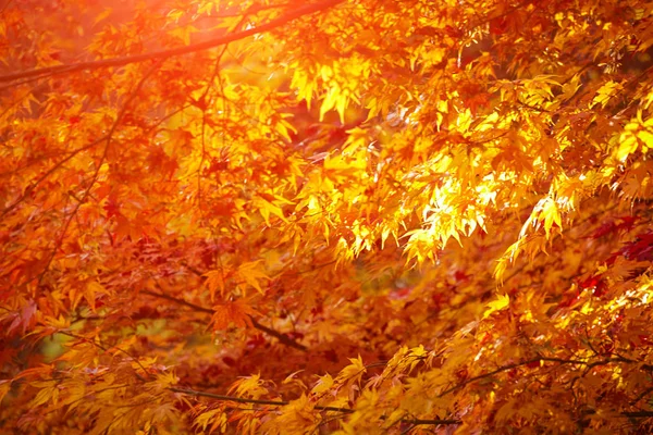 Podzimní park list pozadí — Stock fotografie