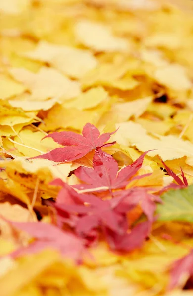 Helder oranje esdoorn bladeren — Stockfoto