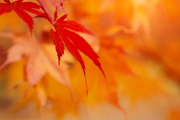 Herbst Park Blatt Hintergrund — Stockfoto