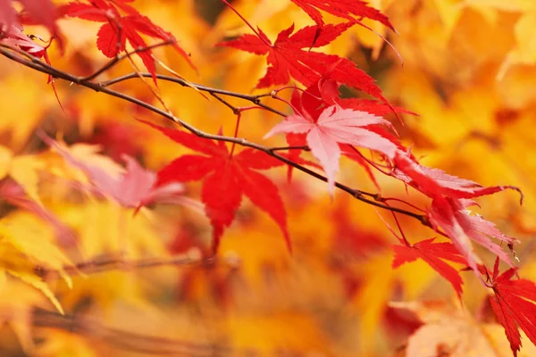 Autumn park  leaf background — Stock Photo, Image