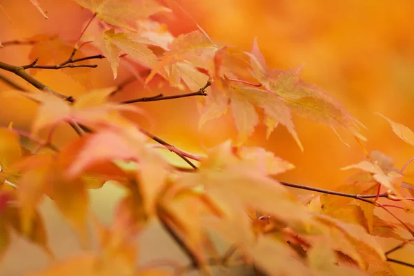Tle liść jesienny park — Zdjęcie stockowe